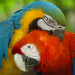 stockvault-macaws113075